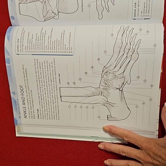 The Human Body Coloring Book the ultimate anatomy study guide 2011 DK reference - Picture 6 of 16